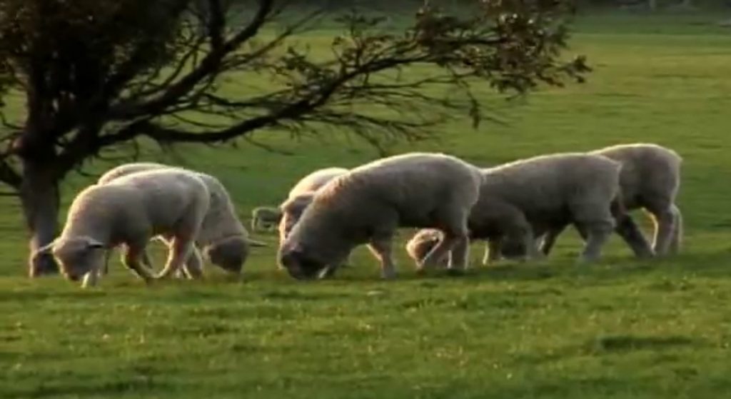 Sheep grazing under a tree