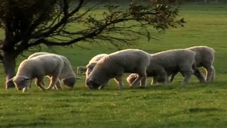 Sheep grazing under a tree